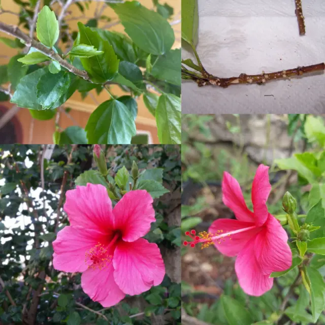 Pink Hibiscus Tropical Organic Cutting Live Plant Rooted Ready To Planting