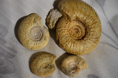 CASSIDARIA NODOSA 166.01 L FOSSILE DU BASSIN PARISIEN 