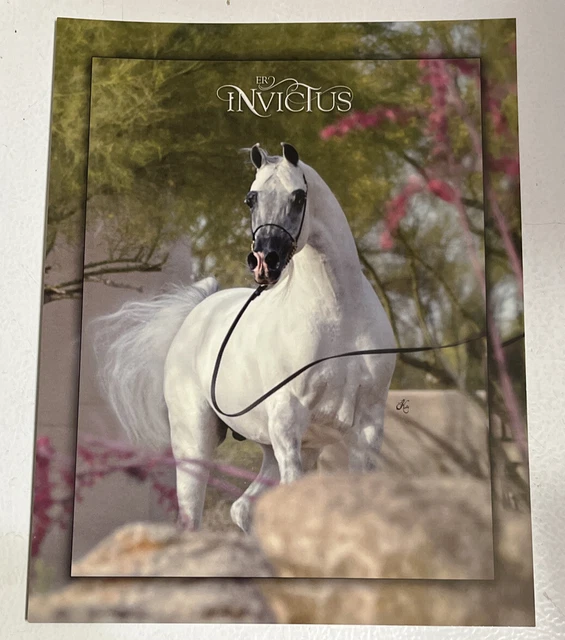 Arabian Stallion Horse Ad Advertising Oversized Card Print Painting Poster Art