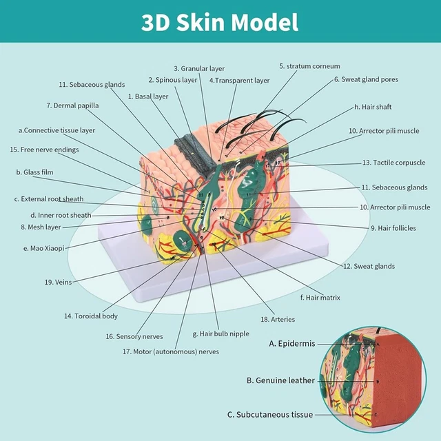 MODÈLE ANATOMIQUE DE la Peau 3D, Modèle Anatomique de la Structure de ...