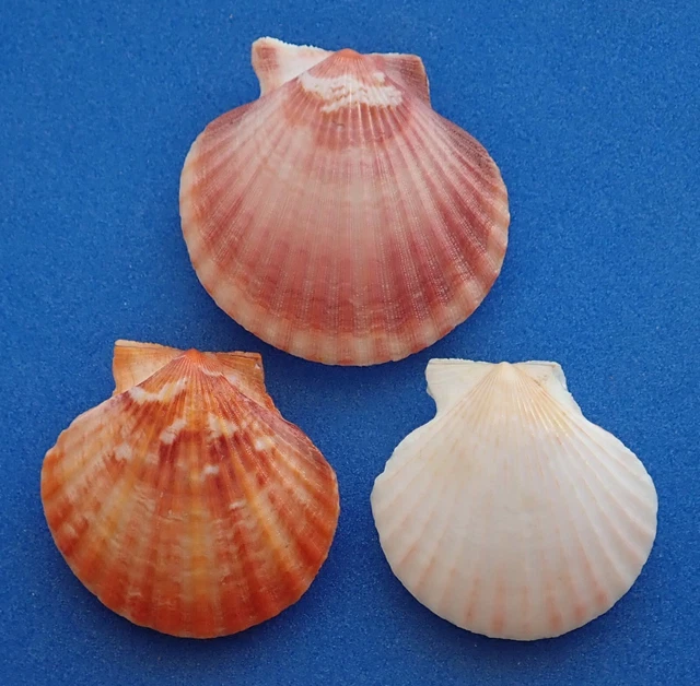 Coquillage de collection: Chlamys opercularis (x3) (Pectinidae, France) Seashell