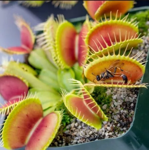 100 Muscipula Giant Venus Fly Trap Bonsai Insectivorous Garden Plant Family seed