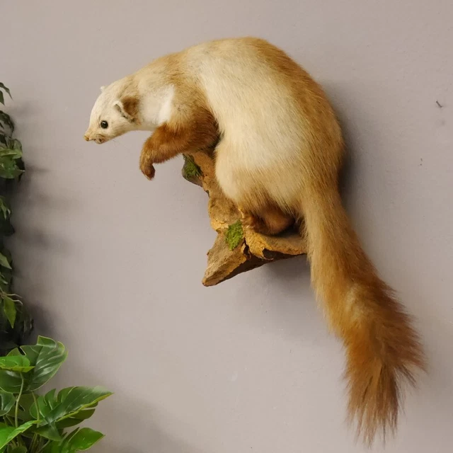Garduña Preparado Fauchend/Amenazante En Raíz Madera para Animales Altura 30CM 3