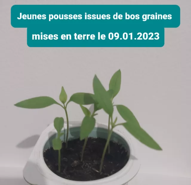 25 graines Piment Oiseau Agriculture BIO récolte Novembre 2023 congo RDC