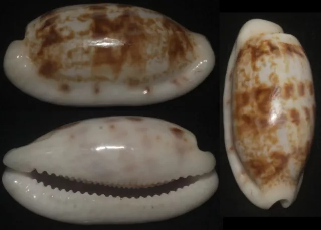 Tonyshells Seashells Cypraea teres ROSTRATE TAPERING COWRIE 25mm Gem, superb