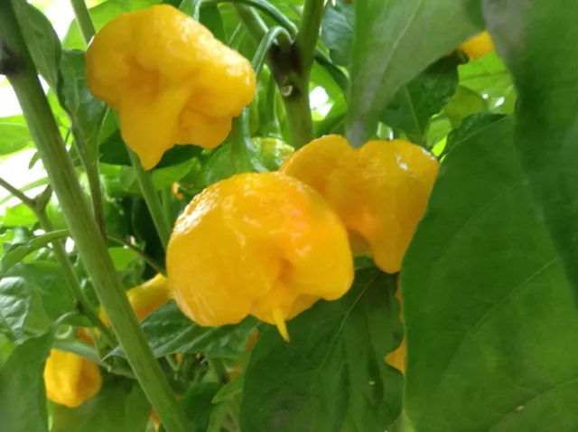 Carolina Reaper  (Yellow)  pepper plants, 2 count ( 3" - 5” tall) FREE shipping
