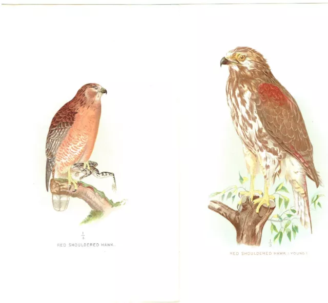 Antique RARE Two (2) 1897 Chromolithographs Young & Adult Red Shouldered Hawk