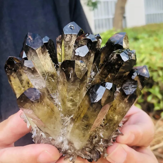 1.412LB New Find black Phantom Quartz Crystal Cluster Mineral Specimen Healing