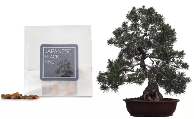 30 Japanese Black Pine Bonsai Seeds | Grow Your Own Bonsai Tree | Beginner Gift
