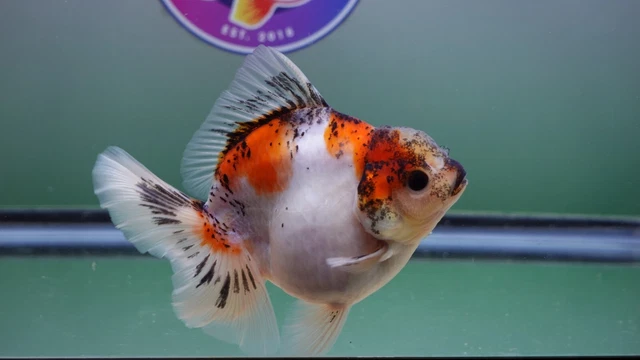 Live Fancy Goldfish Godzilla Rosetail Oranda Female