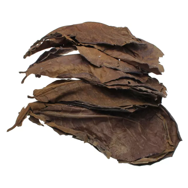 10 Pieces Equipment Olive Leaves Leaf Deccor Practical Acid Regulation