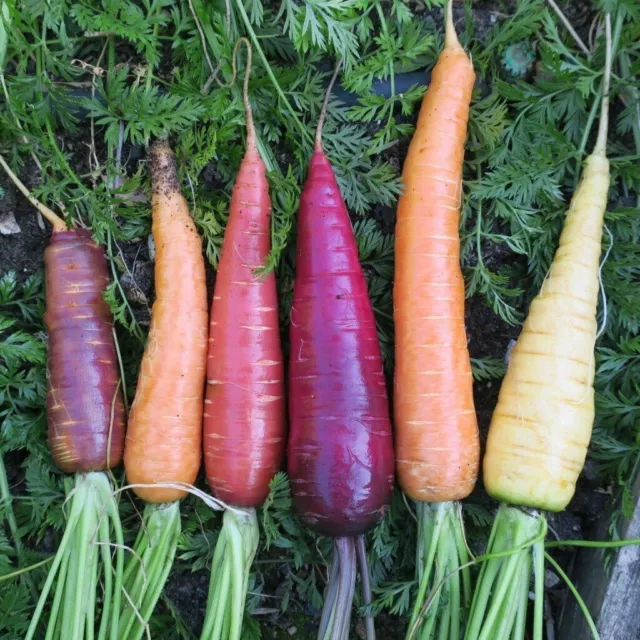 CARROT 100 Seeds Heirloom Colour Mix Vegetable Garden Purple Red Yellow Orange 2
