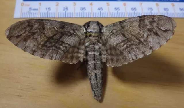 Waved Sphinx Moth Ceratomia undulosa Sphingidae Lepidoptera Southeast Texas C119