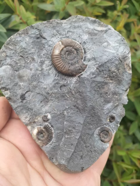 Dactylioceras Gracile Ammonite Multi Whitby Yorkshire Uk Dinosaur Fossil