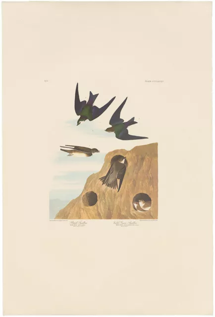 Audubon Amsterdam Ed Double Elephant Folio 1971 lithograph Pl 385 Bank Swallow