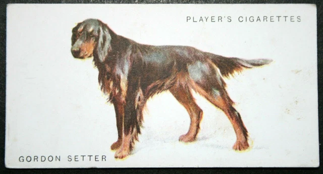 GORDON SETTER   Vintage 1931 Illustrated Card  WC02M