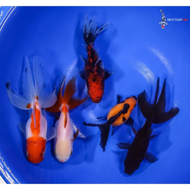 Lot of (5) 2.5 to 4.5" HANDPICKED GOLDFISH Imported live goldfish for pond NDK