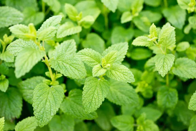 1500 LEMON BALM Lemonbalm Fragrant Herb / Flower Seeds *Flat S/H