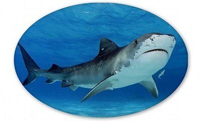 Tiger Shark Car Vinyl Sticker - SELECT SIZE
