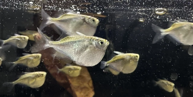 Silver Hatchet Fish  (10 Pack) - Live Tropical Freshwater Aquarium Fish