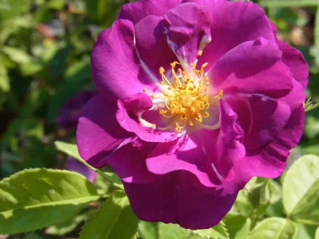 Beetrose Rose Rhapsody in Blue ®
