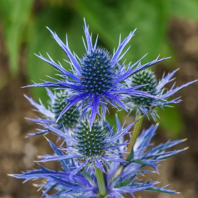 3 x Sea Holly  Eryngium planum 'Blue Hobbit' in a 9cm Pot - Blue Coastal Plant