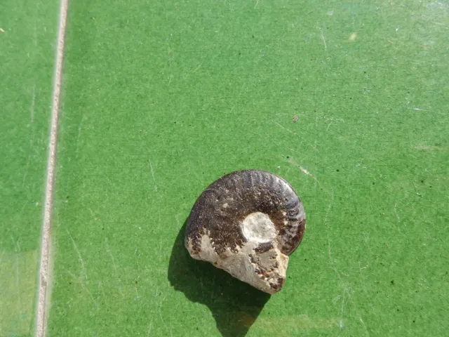Fosiles Ammonit " Bonito Ammonite Poliplectus Pirit.de Aveyron(Francia) -11A22 "