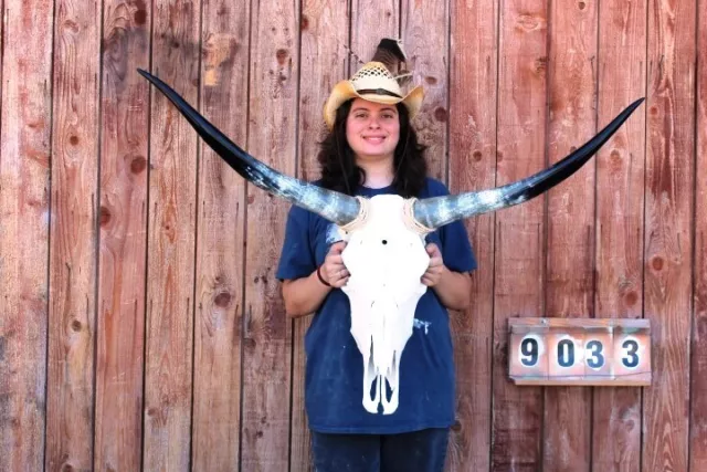 Steer Skull Polished Long Horns Mounted Art!! 3' 9" Cow Bull Longhorn H9033