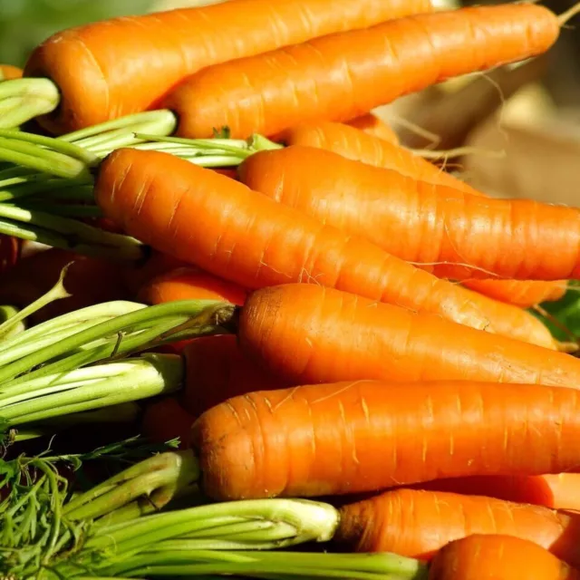 Carrot - Early Nantes vegetable - 700 Seeds - Pictorial packet NEXT DAY DISPATCH