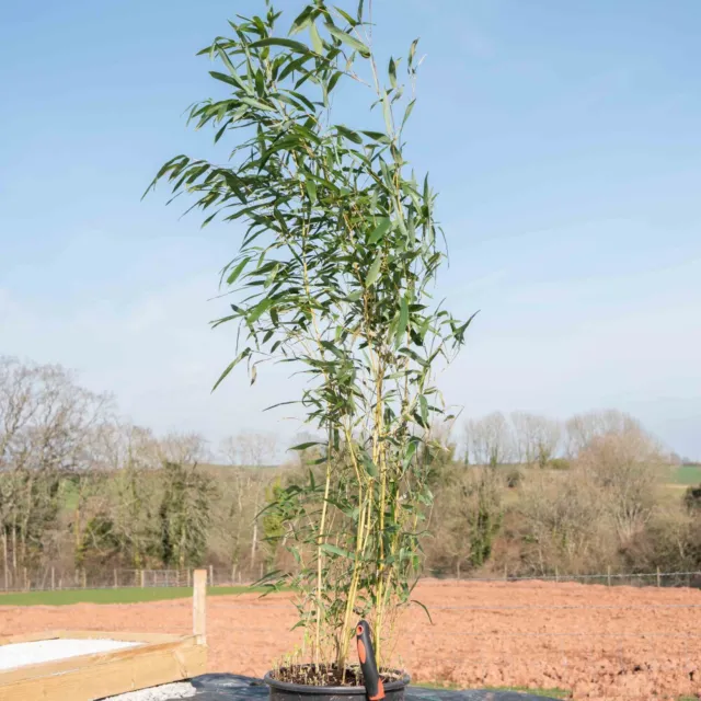 Phyllostachys Bisset's Bamboo Plants Outdoor 1 x 3 Litre Potted Plant By T&M