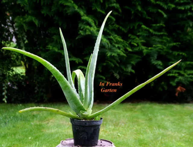 Aloe vera / barbadensis,  Heilaloe, echte Aloe, Heilpflanze, 5 Samen