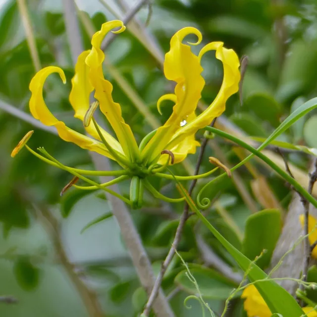 Yellow Gloriosa Lily (Gloriosa lutea)  - 10 seeds