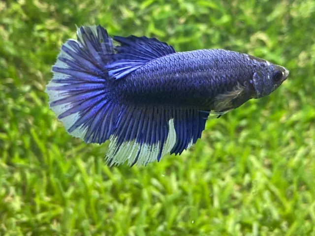 Live Betta Fish - Female -  Fancy Blue Half Moon HMPK ,Age 3 month From Thailand