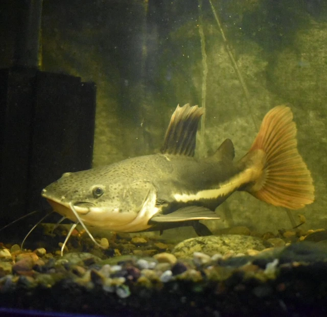 Live Redtail Catfish (12-13" Monster Freshwater Aquarium Fish) *PLS READ DESCR*