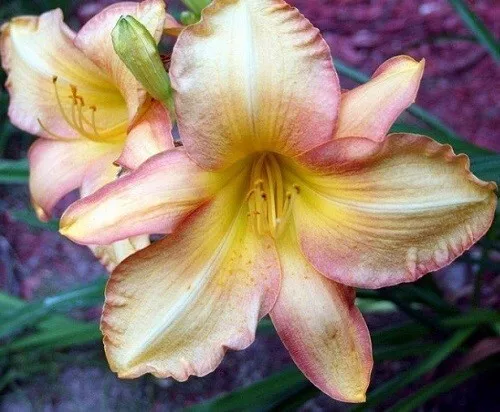 Fruit Loops     Daylilies 3 fans Return and multiply yearly World's Finest