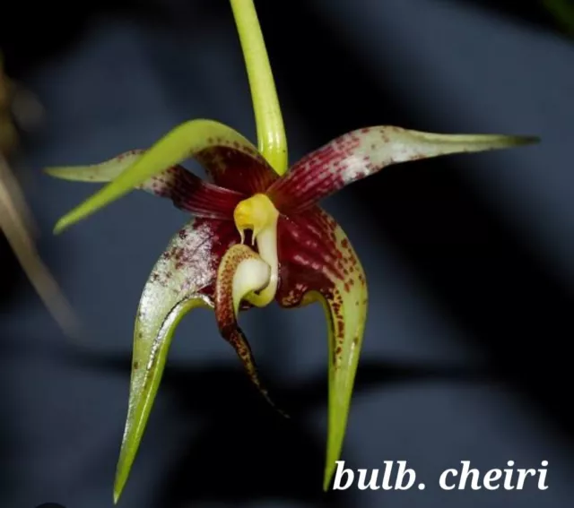 Orchid - Species Bulbophyllum Cheiri