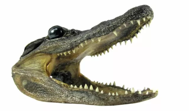Lg  5" Genuine Alligator Head Skull Taxidermy Real Teeth Jaw Reptile Swamp Gator 3