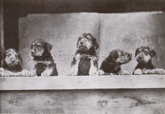 DOG Airedale Terrier Inquisitive Puppies, Pretty Print 1930s