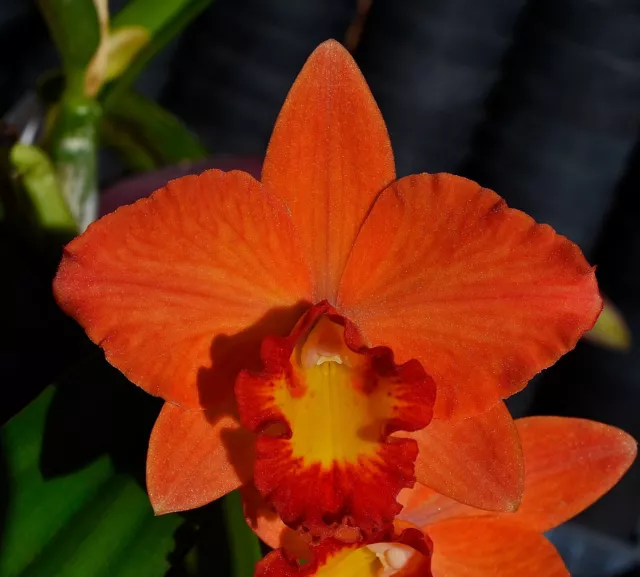 Orchid -Cattleya Slc. Mango Spice 'Leanne'