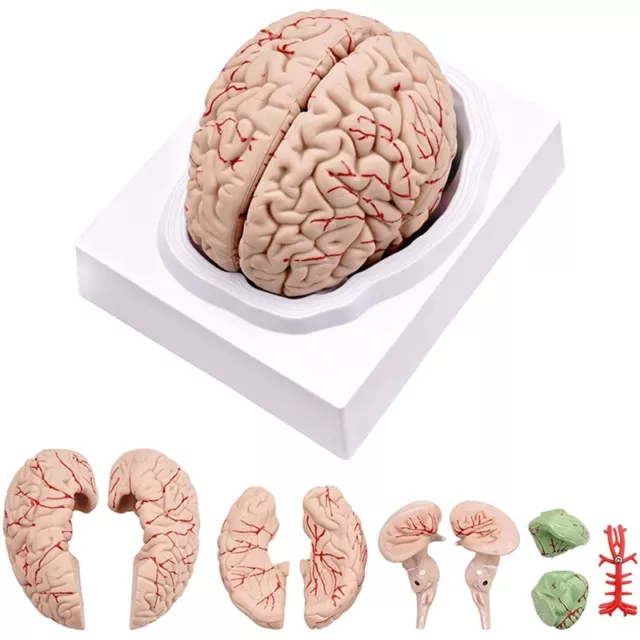 Human Brain, Size Human Brain Anatomy Model with Display Base, for Science  O7W9