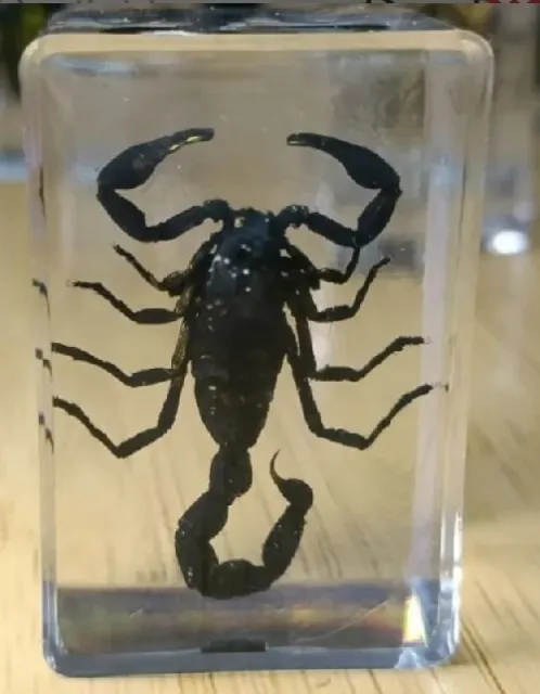 Real Scorpion Specimen Wrapped In Resin.  Small