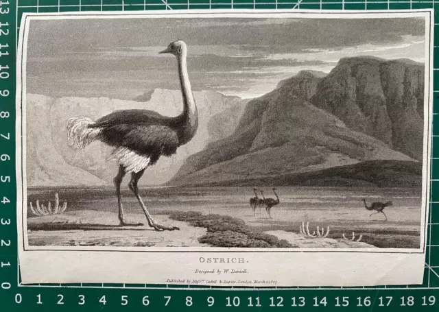 1807 Antique Print; Ostrich after William Daniell