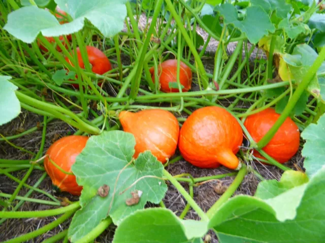 Graines de Potimarron x10 - Mon Petit Jardin 🌱  Culture BIO 2