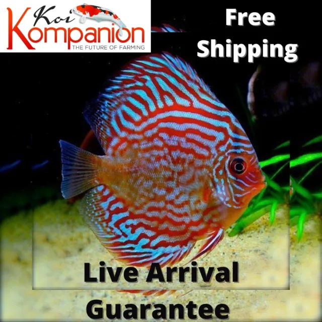1/2/3X Super Red Turqouise Discus Aquarium Koi Kompanion Free 1 Day Shipping