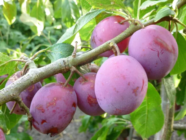 Plum Victoria Bare Root tree 120-150cm plant St. Julien Rootstock