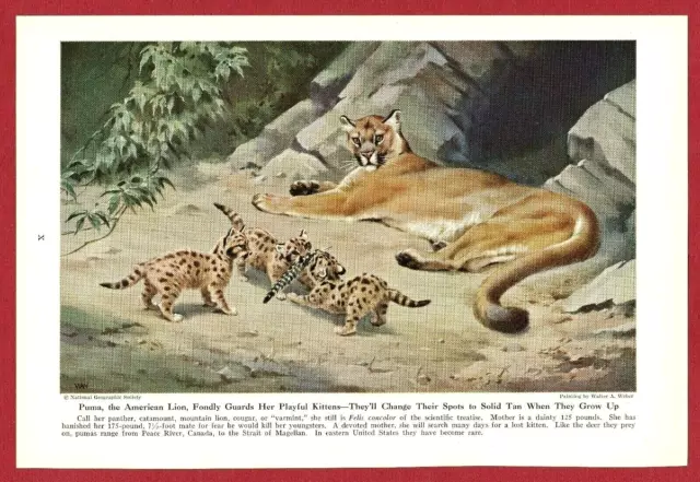 1943 Wild Cat Print Illustration ~ PUMA by Walter Weber ~ The "American Lion"