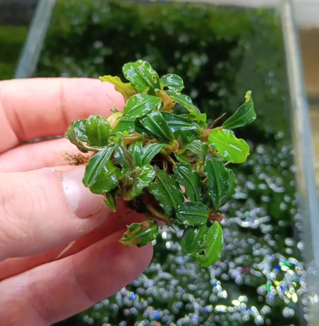 BUCEPHALANDRA spec. - Clumb 🌱 Mini Nano Cube Pflanze RARITÄT plant Aquarium #12
