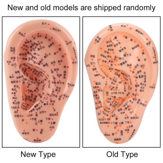 Ear Acupuncture Model With Acupuncture Points Ear Massage Model For Home Use SD3