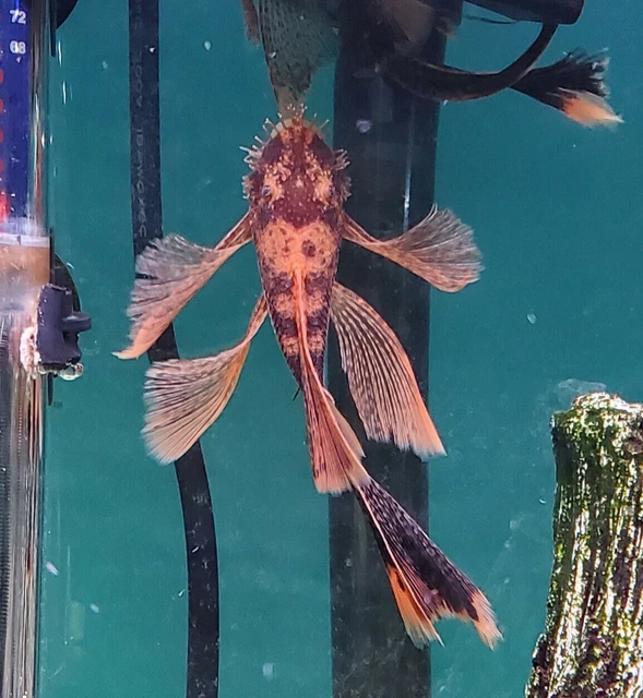 2 Super Red Calico Longfin Bristlenose Pleco (~2 - 3") Bushynose Ancistrus 3