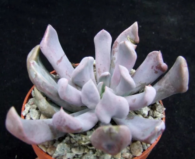 Echeveria 'Lilac Spoons' choice 6.8cm Australian hybrid succulent / cactus